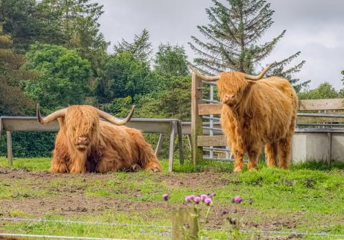 Photo Safari: Muiravonside Country Park