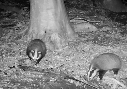 Badger Talk and Watch