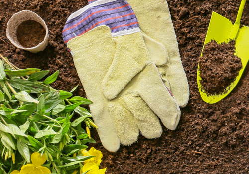 Plant and seed swap day 